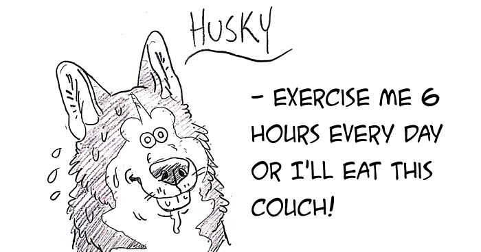 700x368 hilarious guide to dog breeds that will help you choose your next - Dog Loves Drawing