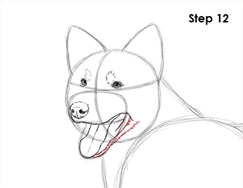 500x386 how to draw a border collie - Dog Mouth Drawing