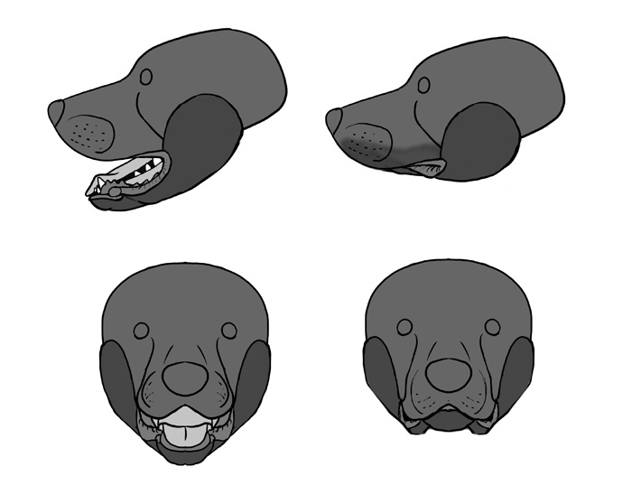 Dog Mouth Drawing at Explore collection of Dog