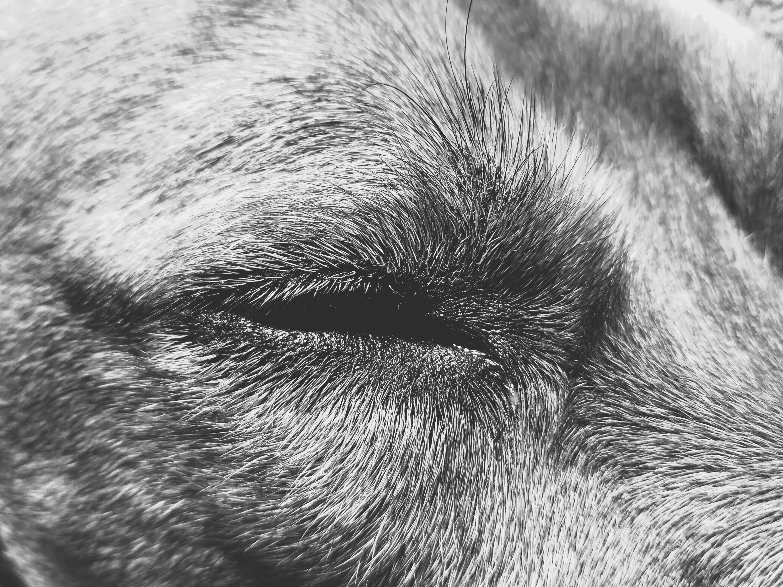 3264x2448 free images black and white, fur, close up, nose, whiskers - Dog Nose Drawing