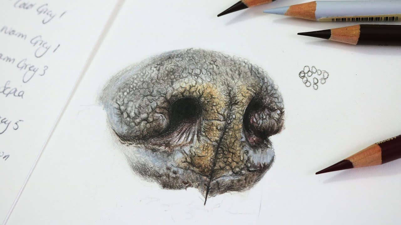 1280x720 How To Draw A Realistic Dog Nose With Colored Pencil Step - Dog Nose Drawing