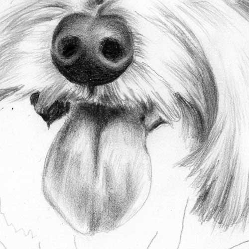 500x500 How To Draw A Dog's Tongue, How To Draw Pets, Drawing Dogs, Online - Dog Nose Drawing
