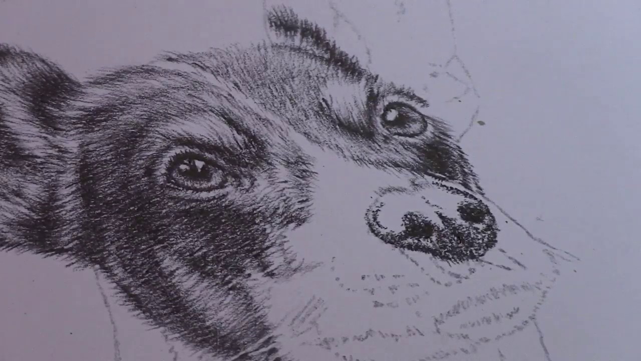 1280x720 How To Draw A Realistic Dog Nose - Dog Nose Drawing