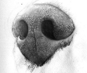 300x253 Nose To Realistic Wolves Drawings - Dog Nose Drawing