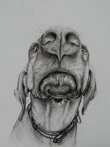 225x300 Scenter Of The Universe Drawing - Dog Nose Drawing