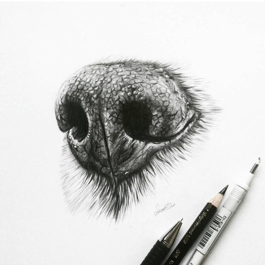 894x894 Dog Nose Study - Dog Nose Drawing