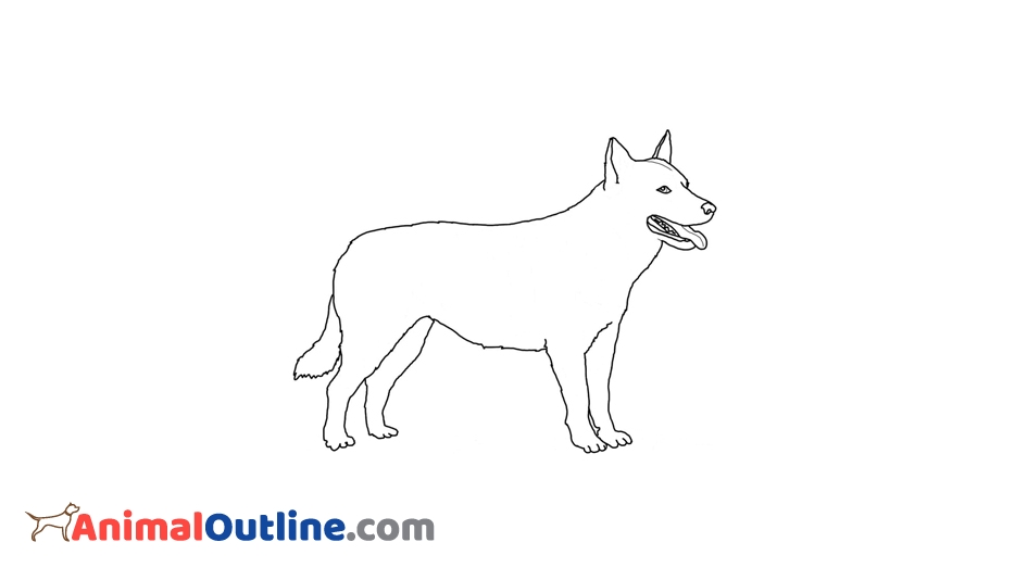 934x534 Australian Cattle Dog Outline - Dog Outline Drawing
