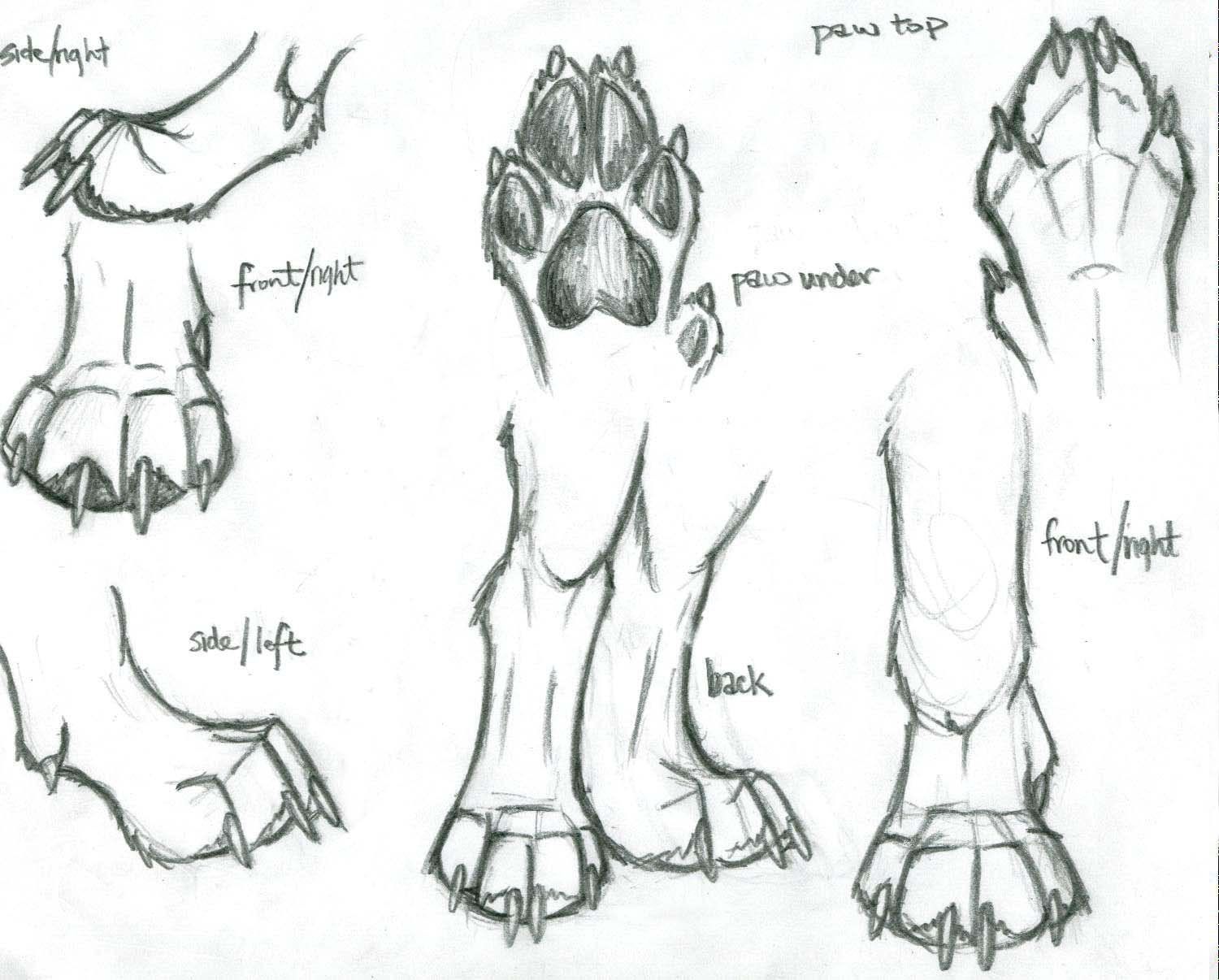 Dog Paw Drawing at Explore collection of Dog Paw