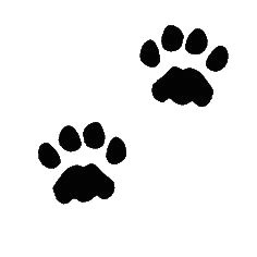 236x236 drawing of a dog paw print best tattoo paws feet images dog paw - Dog Paw Print Drawing