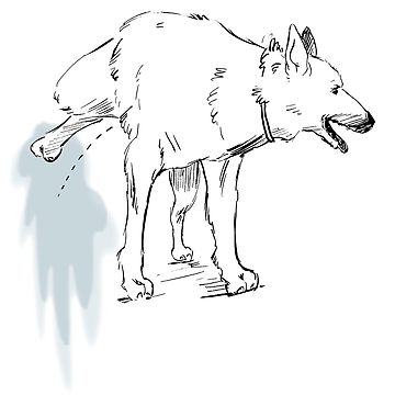 360x360 peeing dog mini skirt - Dog Peeing Drawing