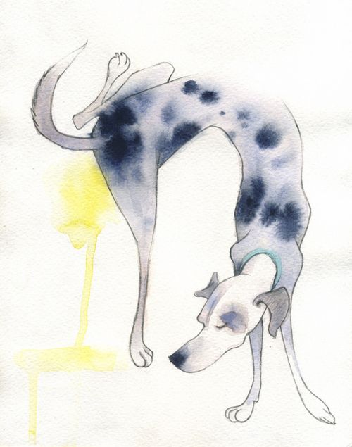 500x635 peeing catahoula drawing the louisiana catahoula leopard dog - Dog Peeing Drawing