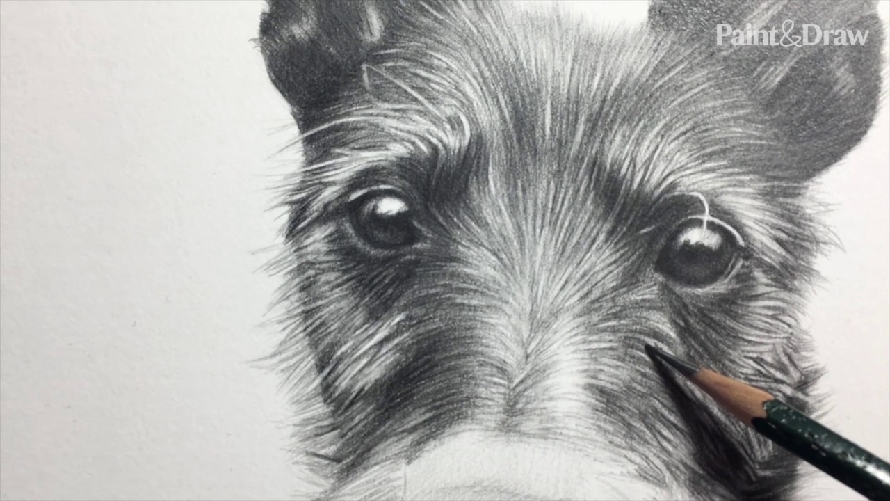 1280x720 Draw A Pencil Pet Portrait - Dog Pencil Drawing