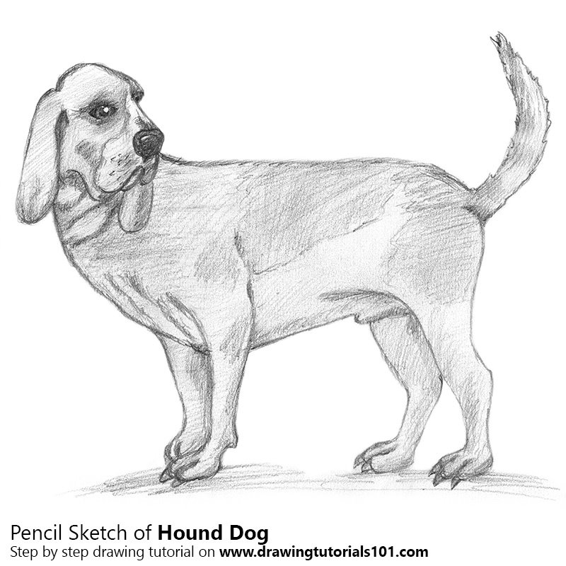 800x800 Hound Dog Pencil Drawing - Dog Pencil Drawing