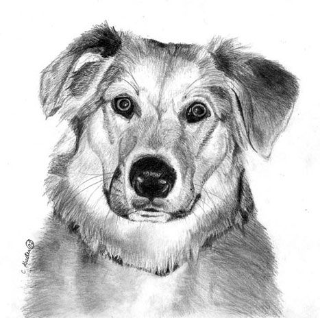 467x464 How To Draw A Dog Free Graphite Pencil Art Lesson Doggone Good - Dog Pencil Drawing