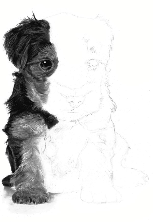 600x866 How To Draw And Render Realistic Fur With Pencils And Charcoal - Dog Pencil Drawing