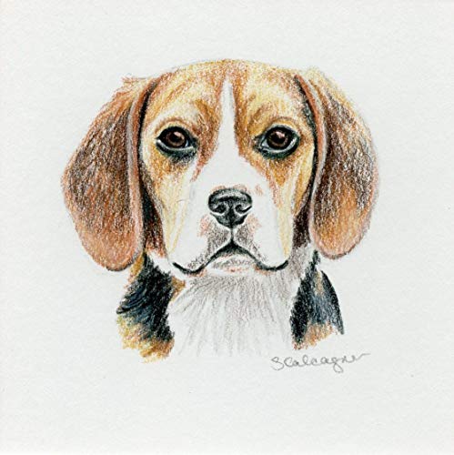 499x500 beagle dog colored pencil drawing handmade - Dog Pencil Drawing