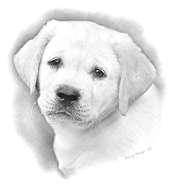 585x650 Lab Puppy - Dog Pencil Drawing