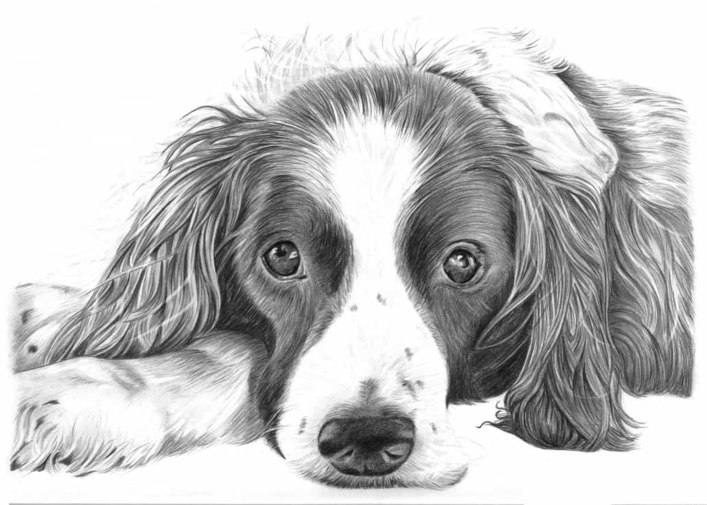 1030x736 Pencil Drawings Of Dog And Puppies From Your Photos For Sale - Dog Pencil Drawing