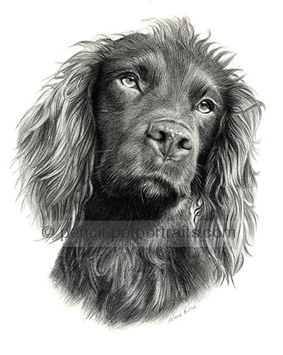 400x502 Pencil Pet Portraits - Dog Pencil Drawing