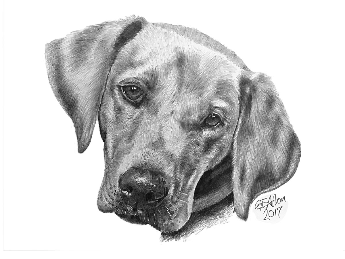 Портрет собаки карандашом для начинающих