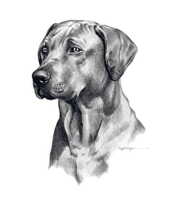 570x653 Rhodesian Ridgeback Dog Pencil Drawing Art Print - Dog Pencil Drawing