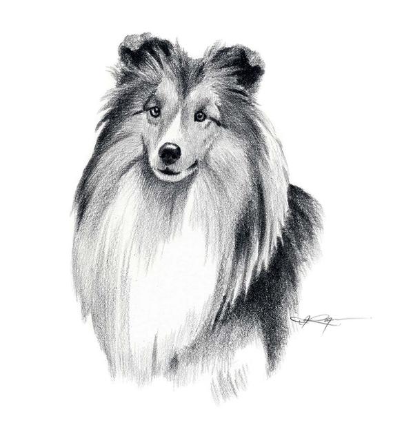 570x626 shetland sheepdog dog pencil drawing art print - Dog Pencil Drawing