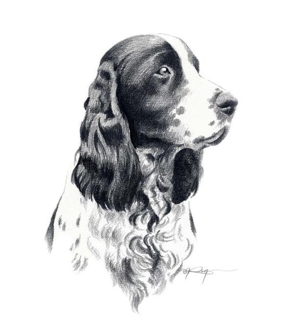 570x642 springer spaniel dog pencil drawing art print - Dog Pencil Drawing