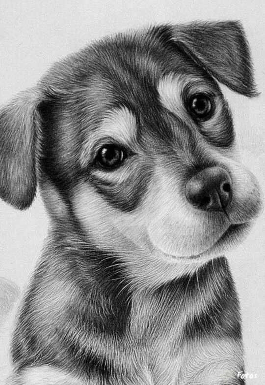 540x782 that is the bomb that look like a dog i was bra save it to pets - Dog Pencil Drawing