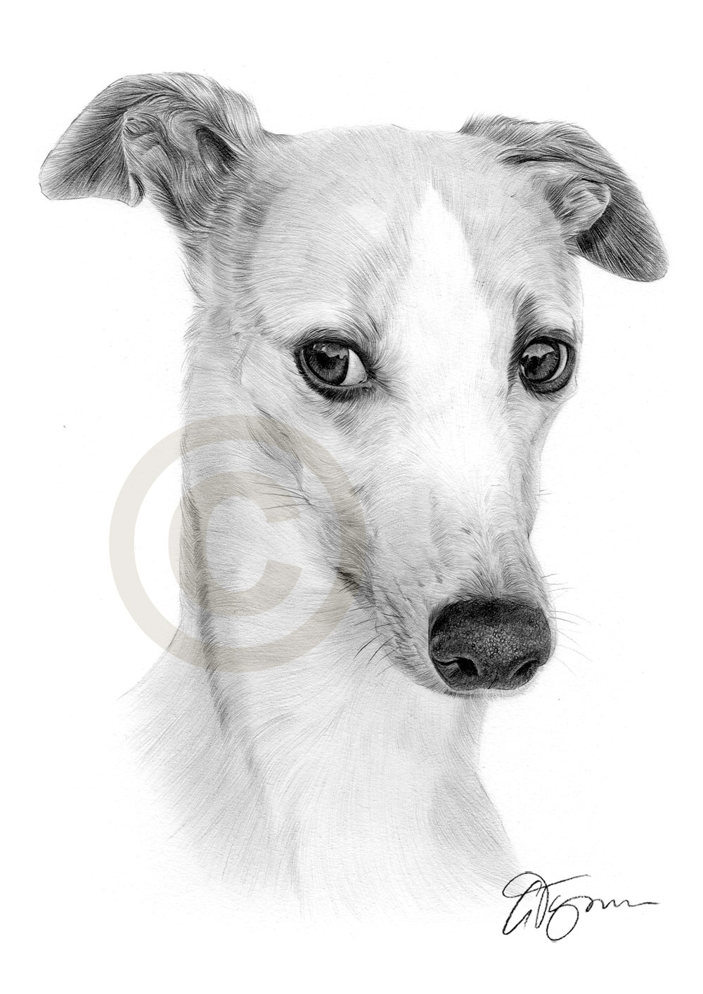 1000x1415 whippet dog pencil drawing art print signed artwork - Dog Pencil Drawing