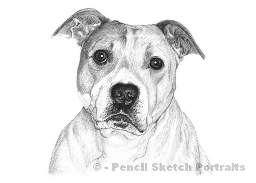 504x360 Drawn Dog Pencil Easy - Dog Pencil Drawing Easy