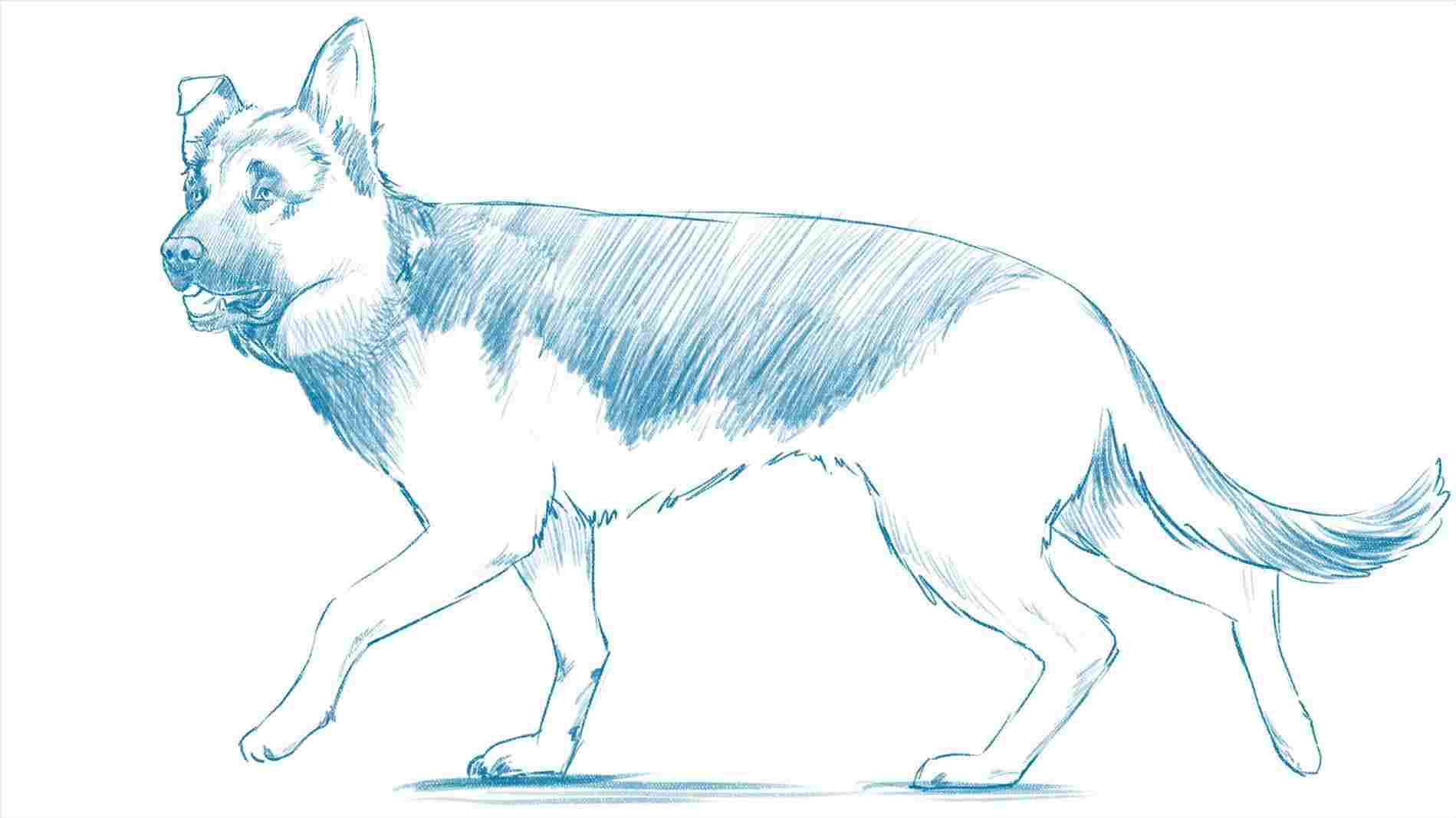 1899x1068 Easy Pencil Drawings Of Dog - Dog Pencil Drawing Easy