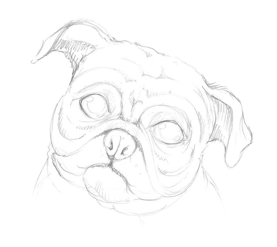 900x803 New Tutorial Drawing A Pug Dog Eugenia Hauss - Dog Pencil Drawing Easy