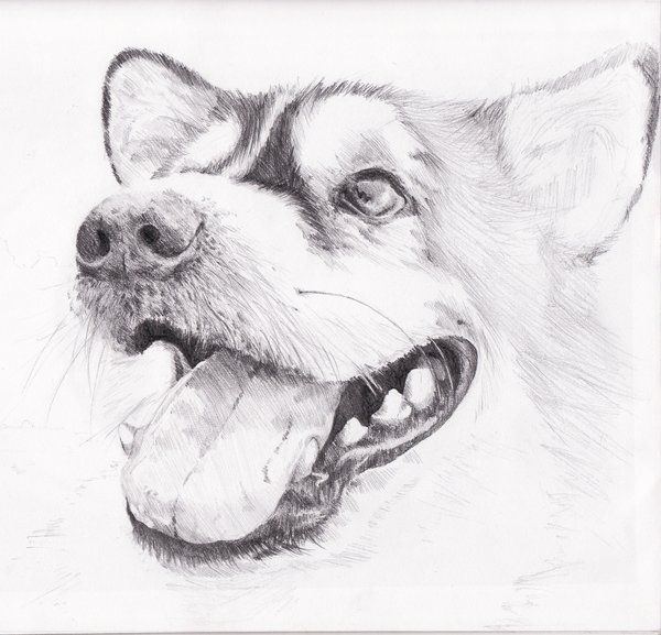 Featured image of post Pencil Simple Drawings Of Dogs / If you have a good freehand, you can draw a dog&#039;s.