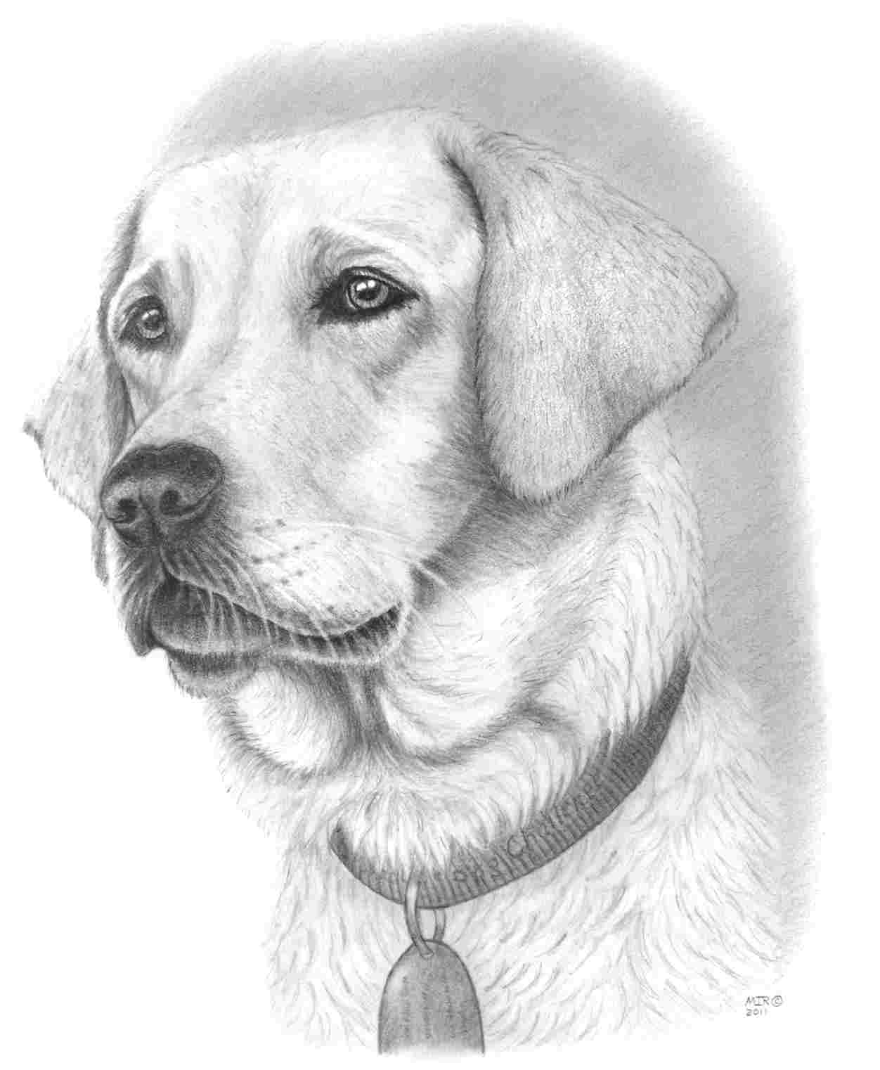 Dog Pencil Drawing Easy at PaintingValley.com | Explore collection of ...