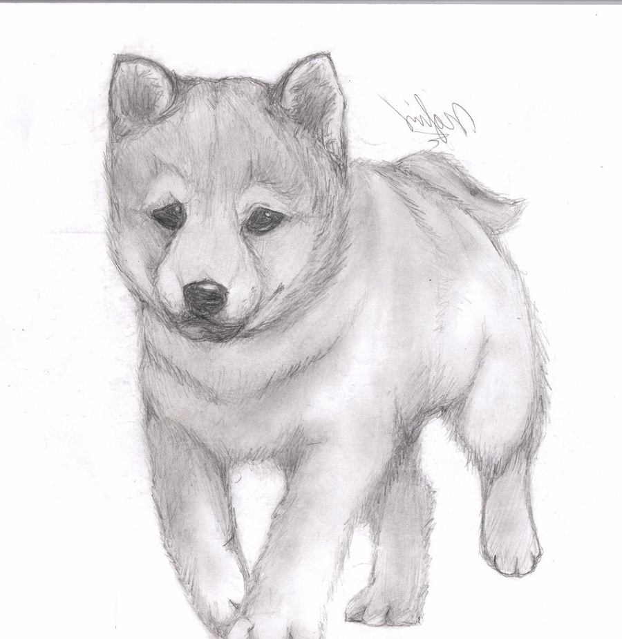 Dog Pencil Drawing Easy