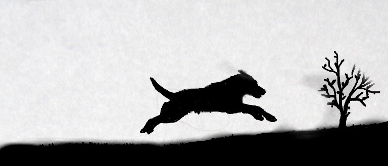 768x329 Running Dog Drawing On My I Pad - Dog Running Drawing