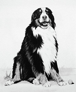 249x300 Dog Sitting Drawings - Dog Sitting Drawing
