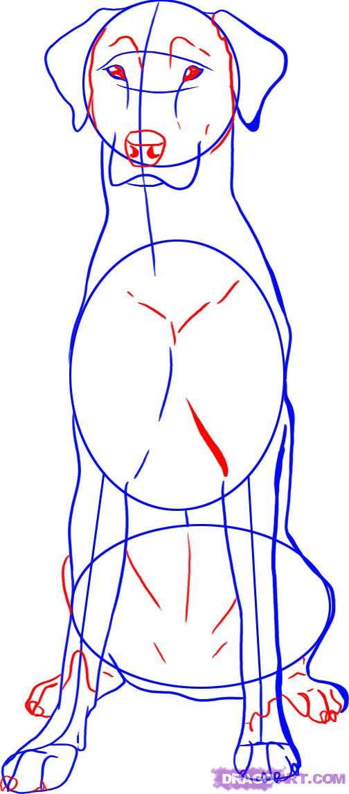 504x1147 learning to draw with the help of my talented daughter how - Dog Sitting Drawing