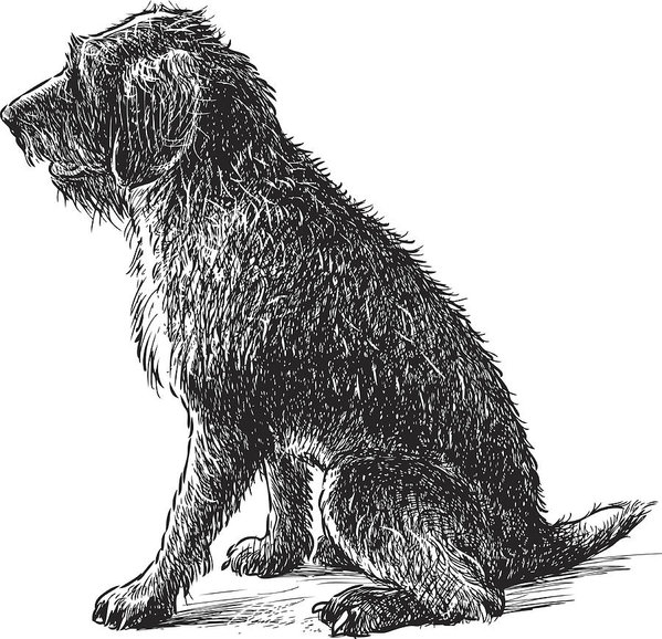 599x578 shaggy dog sitting art print - Dog Sitting Drawing