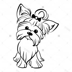 300x300 Stock Photo Vector Sketch Funny Yorkshire Terrier Dog Sitting - Dog Sitting Drawing