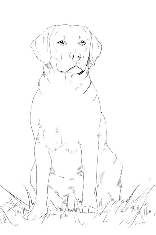 533x800 Young Labrador Dog Sitting, Pencil Drawing Art Print - Dog Sitting Drawing