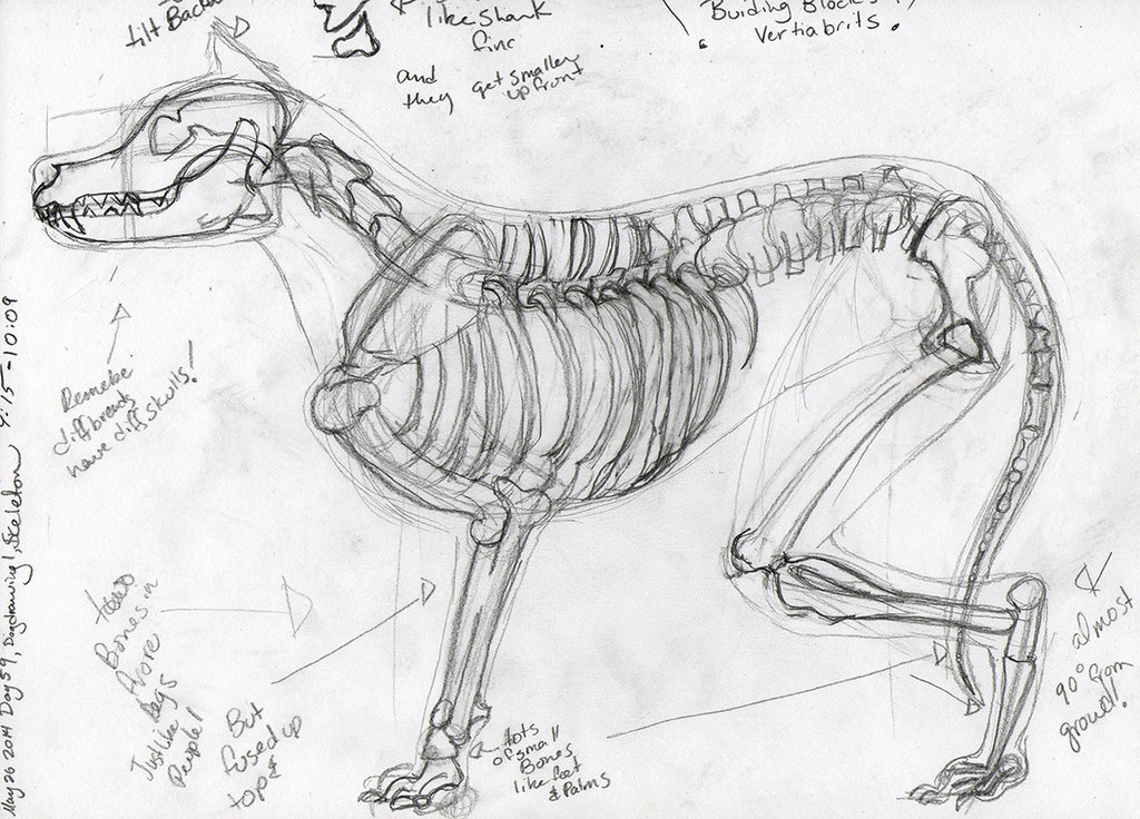 Как нарисовать скелет собаки
