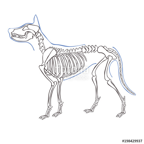 500x500 Dog Skeleton Isolated Vector Object On White Background Stock - Dog Skeleton Drawing