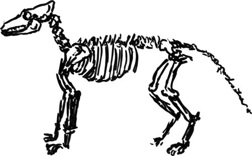 500x309 Drawing A Dog Skeleton So Much To Do, So Little Time - Dog Skeleton Drawing