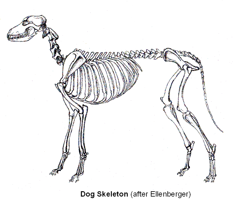 Особенности строения скелета кролика. Скелет собаки биология 7 класс. Скелет млекопитающего биология. Скелет млекопитающих скелет собаки. Скелет собаки рисунок биология 7 класс.