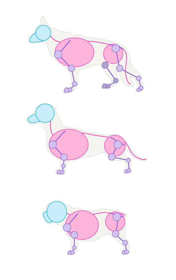 600x952 How To Draw Animals Dogs And Wolves, And Their Anatomy - Dog Skeleton Drawing