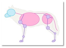 256x186 How To Draw A Dog Step - Dog Skeleton Drawing