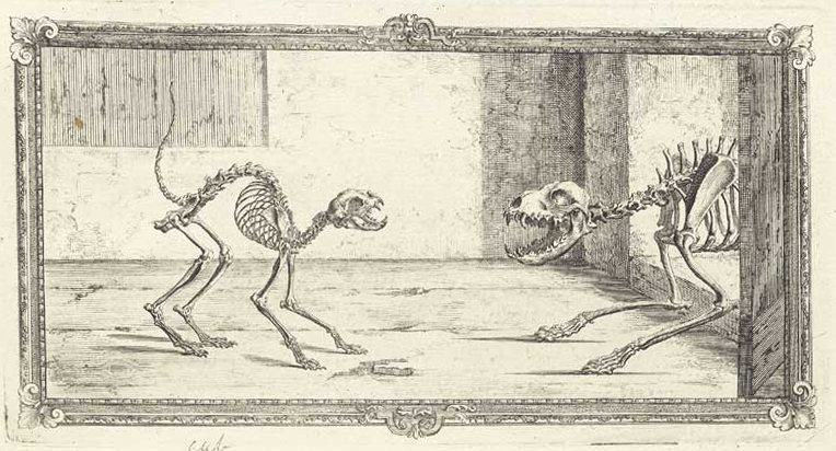 764x412 In The Good Old Days, Anatomy Drawings Were Full Of Whimsy - Dog Skeleton Drawing