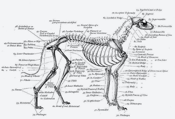 Dog Skeleton Drawing at PaintingValley.com | Explore collection of Dog ...