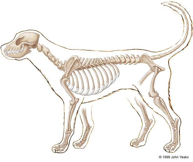 Dog Skeleton Drawing at PaintingValley.com | Explore collection of Dog ...